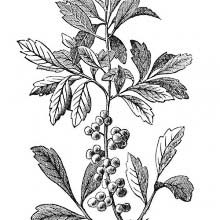 Candleberry Tree