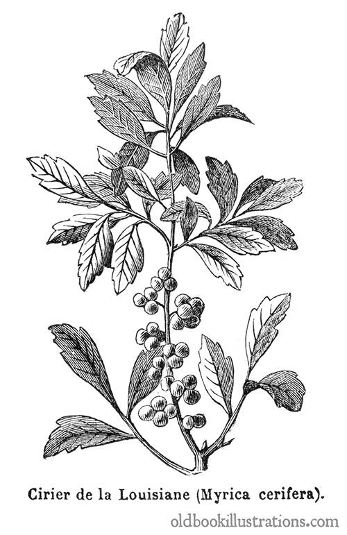 Candleberry Tree