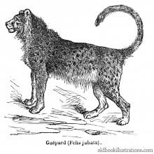 Cheetah