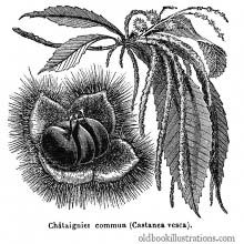 Sweet Chestnut