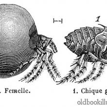 Chigoe Flea