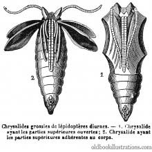 Chrysalis