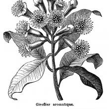 Clove Tree