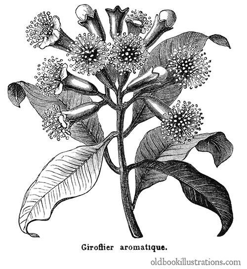Clove Tree