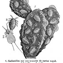 Cochineal