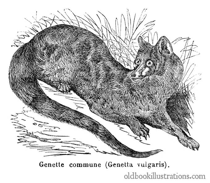 Common Genet