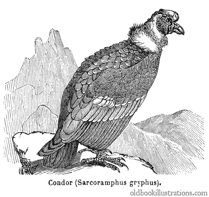 Andean Condor