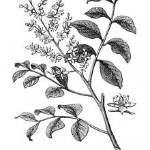 Copaiba