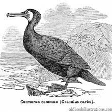Great Cormorant