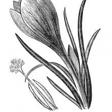 Crocus Vernus