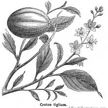 Croton Tiglium