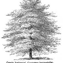 Horizontal Cypress