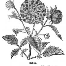 Dahlia