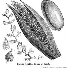 Date Palm
