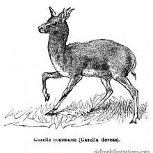 Dorcas Gazelle