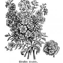 Double Flowered Stock