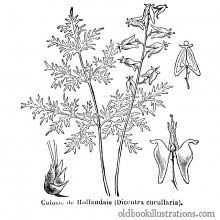 Dutchman's Breeches