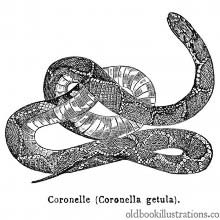 Common kingsnake (Lampropeltis getula)