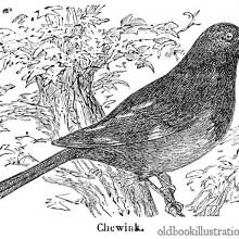 Eastern Towhee