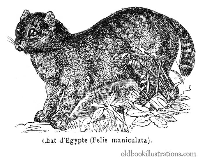 Egyptian cat