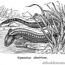 Electric Eel