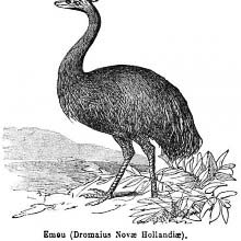 Emu