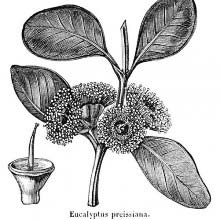 Bell-Fruited Mallee (Eucalyptus Preissiana)