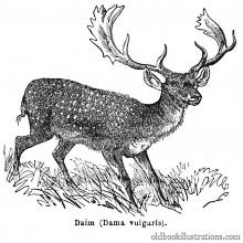 Fallow Deer