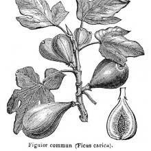 Common Fig