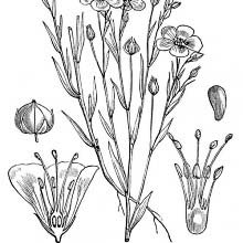 Flax (Linum Usitatissimum)