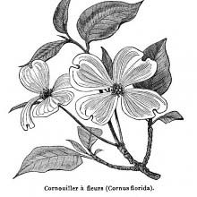 Flowering Dogwood