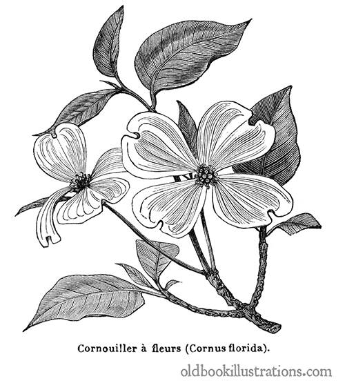 Flowering Dogwood