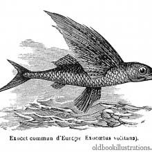 Tropical Two-Wing Flyingfish