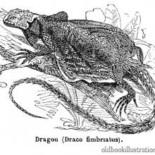 Draco Fimbriatus