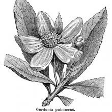 Franklinia (Franklin Tree)