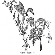 Fuchsia Coccinea