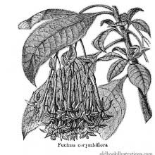 Fuchsia Corymbiflora