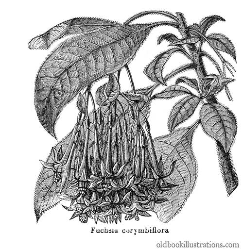 Fuchsia Corymbiflora