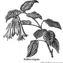 Fuchsia Fulgens