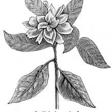 Common Gardenia