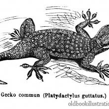 Gecko
