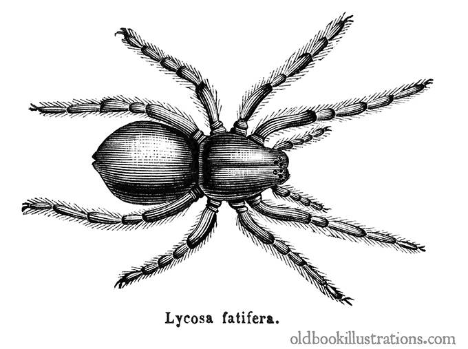 Geolycosa Fatifera (Wolf Spider)