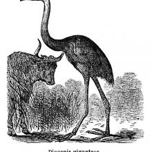 Giant Moa (Dinornis)