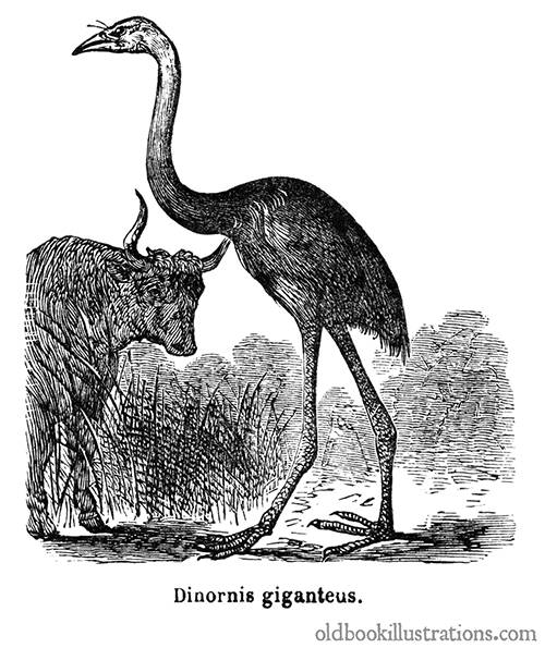 Giant Moa (Dinornis)