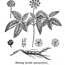 American Ginseng
