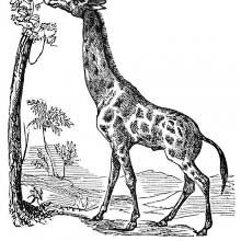 Giraffe
