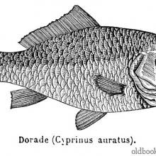 Goldfish