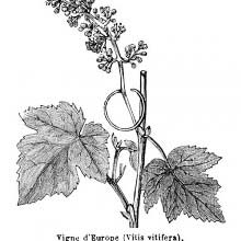 Grape Vine