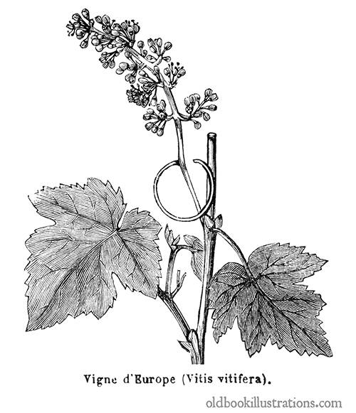 Grape Vine