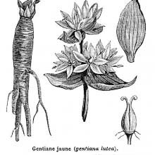 Great Yellow Gentian